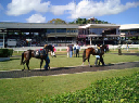 Barbados-Racetrack